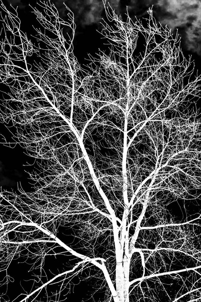 puun oksat valkoinen siluetti mustalla taustalla
 - Valokuva, kuva