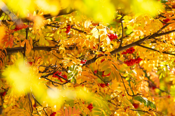 árbol de otoño arándano colores brillantes de la naturaleza
 - Foto, Imagen