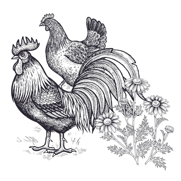Decoration with bird and flowers. Realistic hand drawing poultry hen and rooster and chamomile isolated on white background. Vector illustration art. Black and white sketch. Vintage engraving. - Vektor, Bild