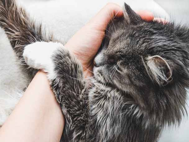Charming fluffy kitten hugging a womans hand - 写真・画像