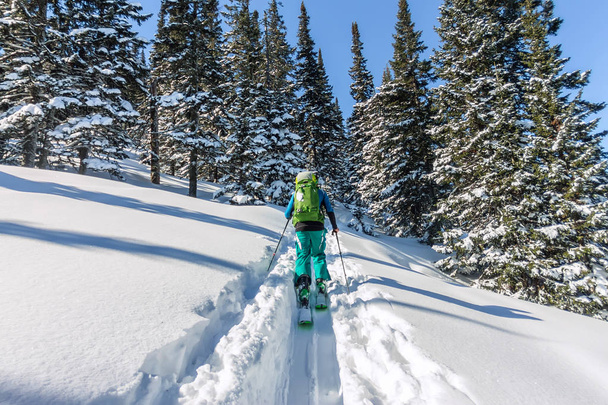 Male skier freeride skitur uphill in snow in winter forest - Φωτογραφία, εικόνα