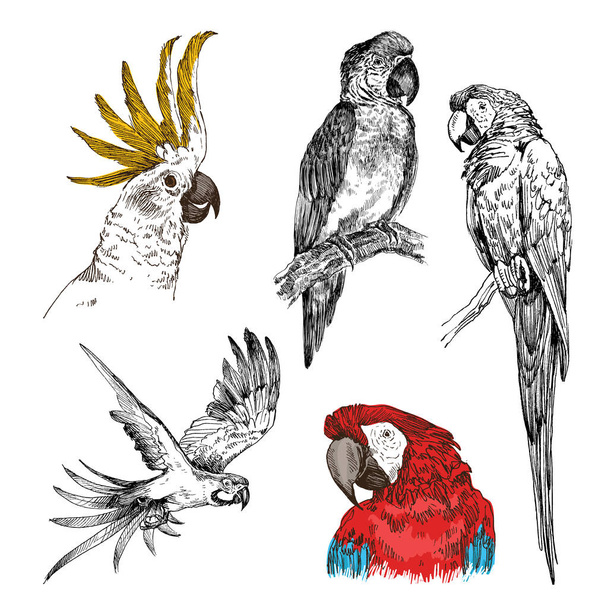 Set of hand drawn sketch black and white with colorful vintage exotic tropical bird parrot macaw and cockatoo. Vector illustration isolated object - Vektor, obrázek