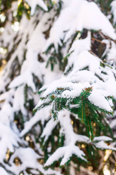 Зелені гілки ялинки покриті білим снігом на сонячному світлі. Природний зимовий фон
 - Фото, зображення