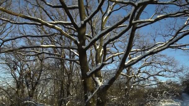 Zasněžené stromy v lese. Forest Park v zimě za slunečného dne při sněhu. Vánoční zimní nový rok - Záběry, video