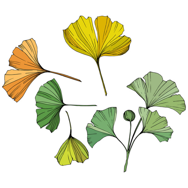Vector. Ginkgo leaf. Plant botanical garden. Isolated ginkgo illustration element on white background. - ベクター画像