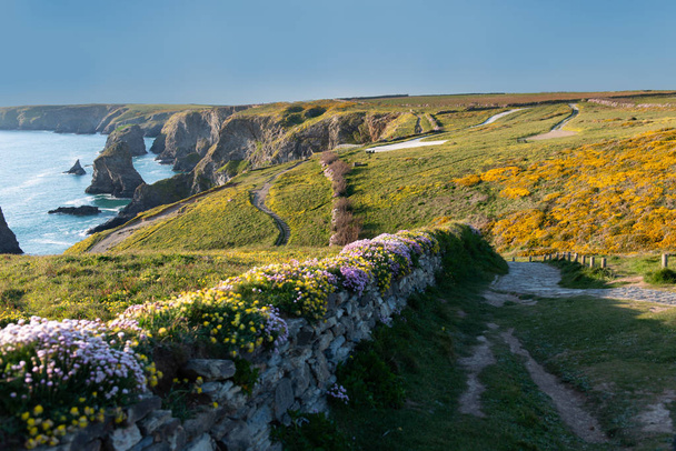 Paisaje rural con lecho florido cerca de Bedruthan Steps en Cornwall Reino Unido
 - Foto, Imagen