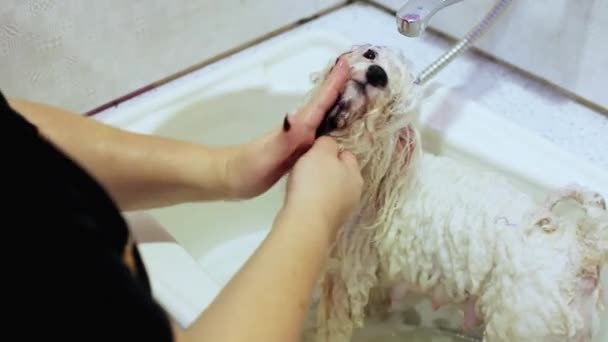 Koira kylpyhuoneessa. Pesukoira. Bichon frise
 - Materiaali, video