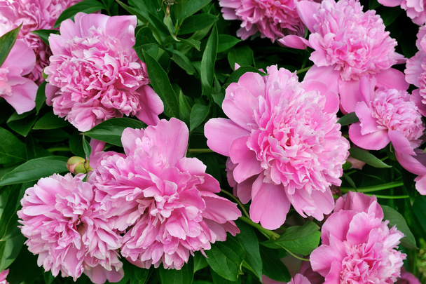 boeket verse roze pioenrozen - Foto, afbeelding