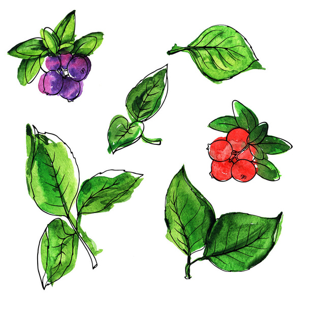 Set of red and violet fresh beriies and green leaves isolated on white background. Hand drawn watercolor and ink illustration.  - Foto, imagen