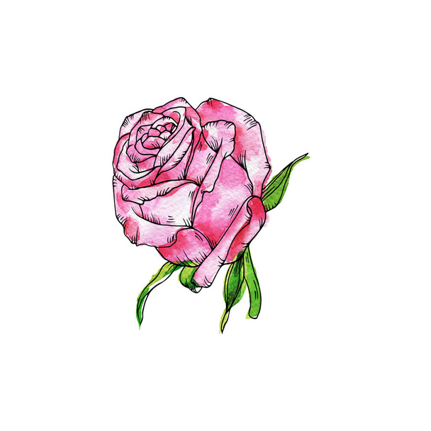 Pink rose flower isolated on white background. Hand drawn watercolor and ink illustration. - Foto, Bild