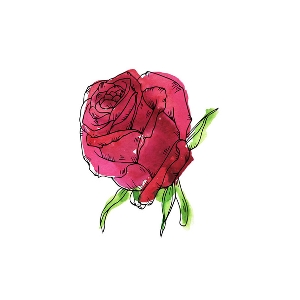 Red garden rose isolated on white background. Hand drawn watercolor and ink illustration.  - Valokuva, kuva
