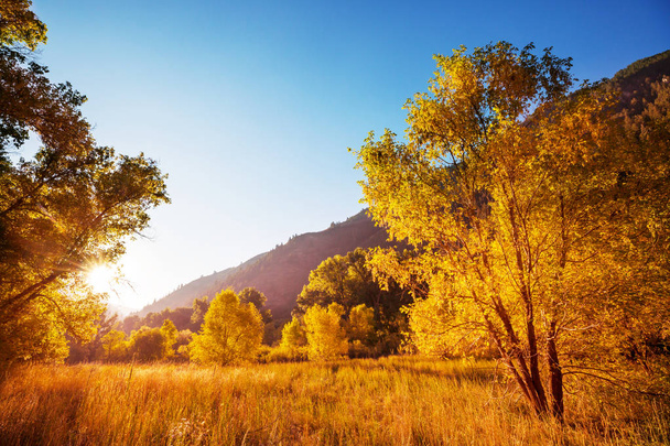 Podzimní scéna ve žlutých tónech - Fotografie, Obrázek