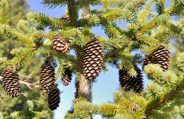 perto em cones de pinheiro na árvore no céu azul
 - Foto, Imagem