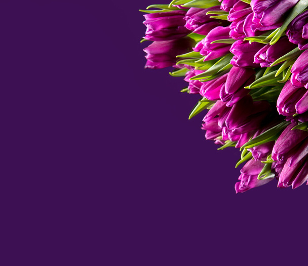 paarse tulpen - Foto, afbeelding