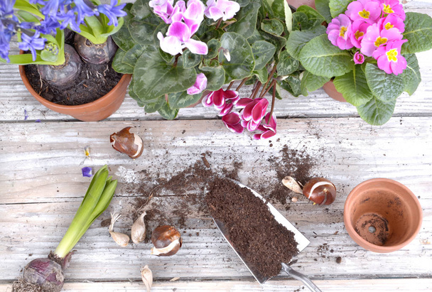 blooming flowers and bulbs put on a garden table for potting - Photo, Image