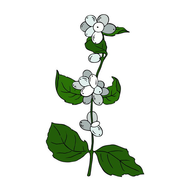 Branch with white berries and green leaves isolated on white background. Hand drawn vector illustration. Ink sketch. - Vektor, obrázek