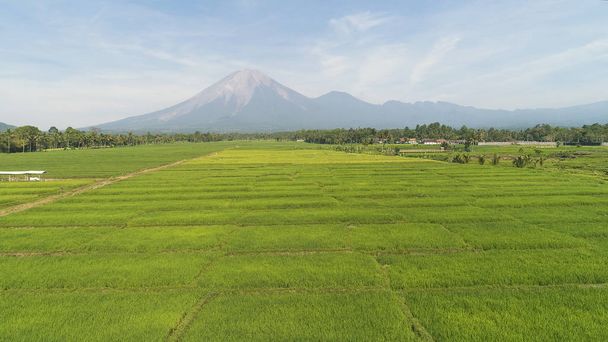 Rýžové terasy a zemědělská půda v Indonésii - Fotografie, Obrázek