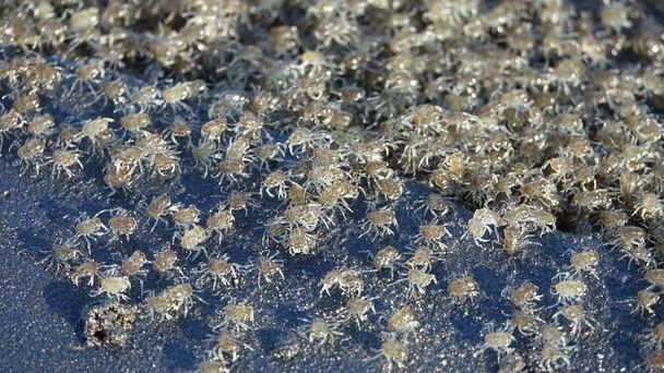 CERRAR, DOF: Migración masiva de cangrejos bebés que acaban de salir de sus larvas antes de que la marea los lave. Pequeños cangrejos con patas transparentes y conchas marrones moviéndose alrededor de aguas marinas poco profundas
. - Foto, Imagen