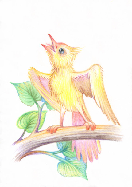 Dibujo a lápiz. Ilustración para niños. Imagen de animales con lápices de colores. Un pájaro amarillo canta canciones de primavera en una rama de árbol
. - Foto, imagen