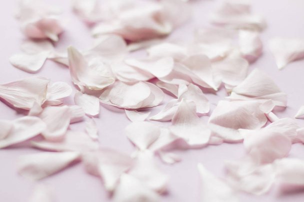petals of tender pink flowers on pink background - Photo, Image