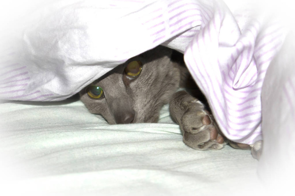 Adorable chat oriental lilas à poil lisse reposant sous la couverture sur le lit
 - Photo, image