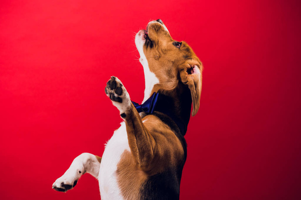 young puppy, beagle dog, isolated on red background. - Foto, imagen