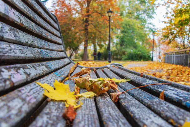 autumn landscape in a city park yellow leaves on a bench for relaxing on a background of green trees - Fotó, kép