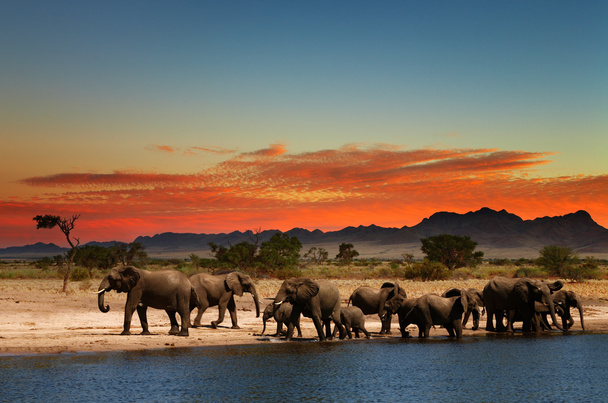 Стадо слонів в африканській савані
 - Фото, зображення