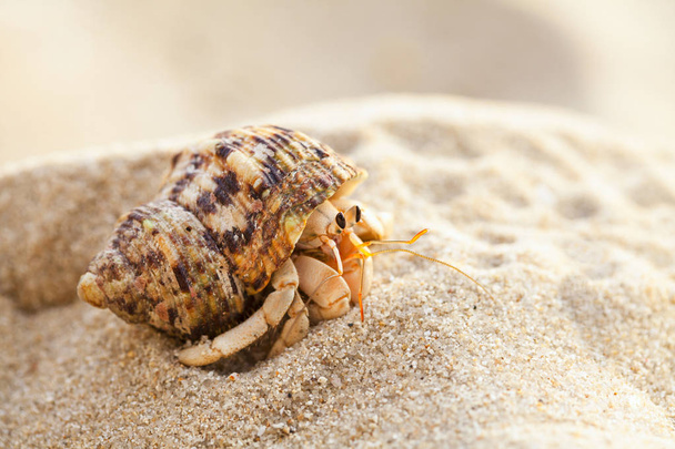Рак-відлюдник отримати від оболонки досліджує навколишнього середовища в місцевому пляжі Seychelle - Фото, зображення