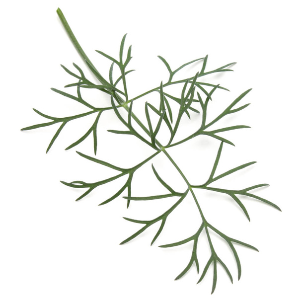 Close up shot of branch of fresh green dill herb leaves isolated on white background - Photo, image