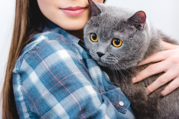 美しいグレーのブリティッシュショートヘアの猫を保持している若い女性のショットをトリミング - 写真・画像