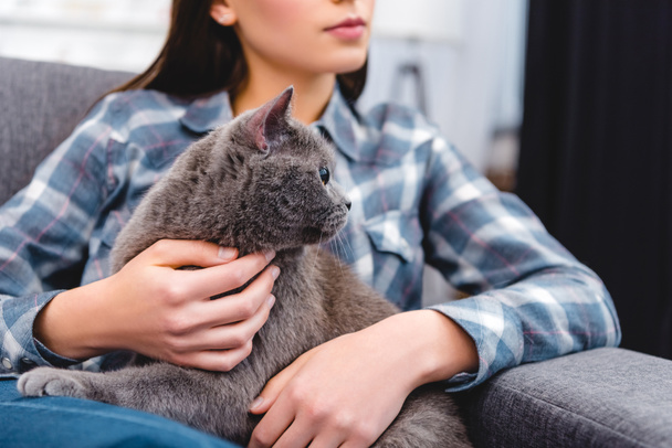 cropped shot of woman sitting on couch and stroking british shorthair cat - Photo, image