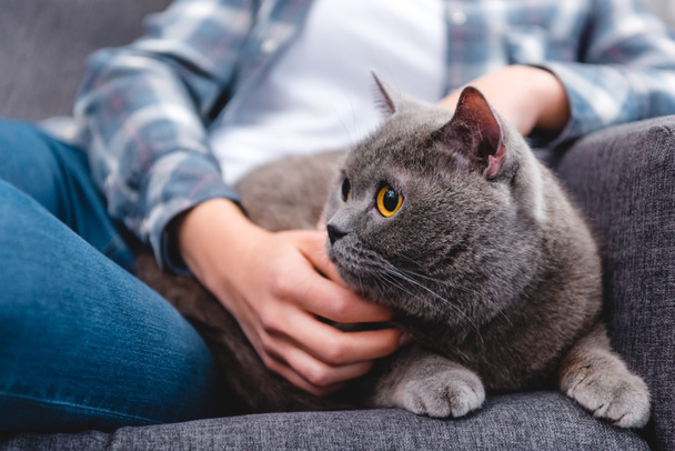 partial view of woman stroking cute british shorthair cat   - Photo, Image