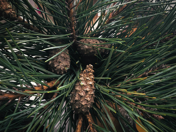 Bonitos cones de pinheiro de floresta e ramos de abeto no quarto rústico, close-up. Decoração natural para feriados de Natal. Fazendo grinalda de Natal
. - Foto, Imagem