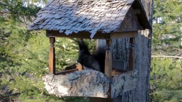 Een zwarte eekhoorn met een pluizige staart en een witte driehoek op zijn borst in een openbaar park is klimmen en springen door de bomen. Hij neemt voedsel van vogelvoeders en zonnebloempitten of noten eet. - Video