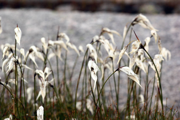 Cotton grass flowers, Norway. Natural scandinavian landscape - Fotoğraf, Görsel