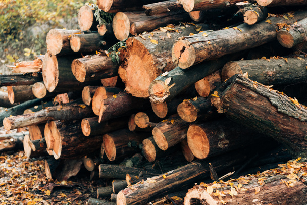 Close up of stacked wooden logs near fallen leaves  - Photo, Image