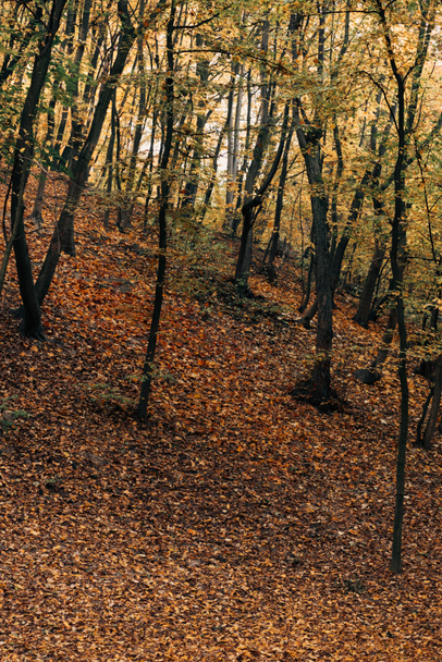 Fallen yellow leaves near trees in autumn forest  - Foto, immagini