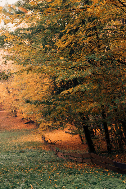 hojas de otoño en ramas de árboles en un bosque tranquilo
  - Foto, Imagen