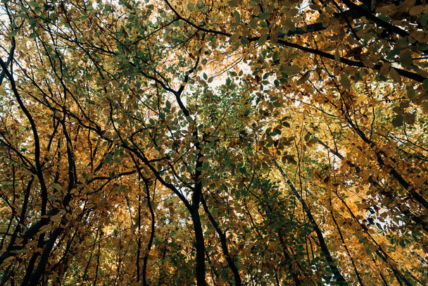 Bottom view of autumnal trees with twigs in forest  - Photo, Image