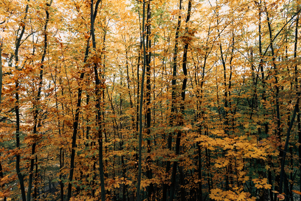 Feuilles d'automne sur les branches des arbres dans le parc
 - Photo, image