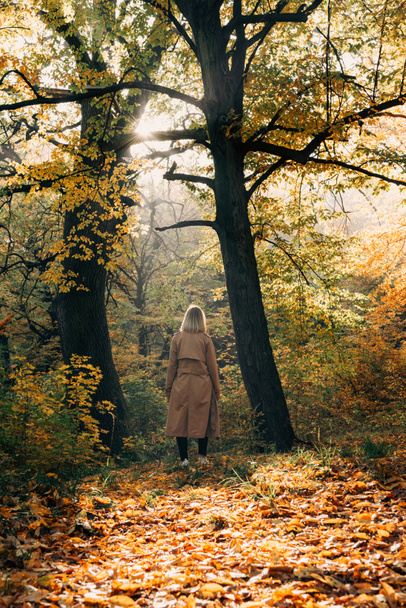 Rückansicht einer Frau, die im Herbstwald steht und Bäume betrachtet - Foto, Bild