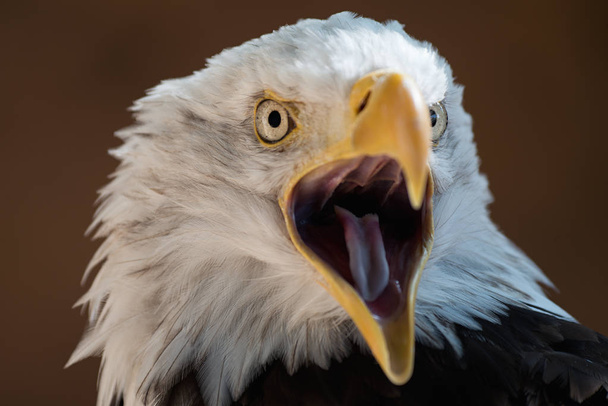 American eagle with open beak, portrait white-tailed eagle - Photo, Image