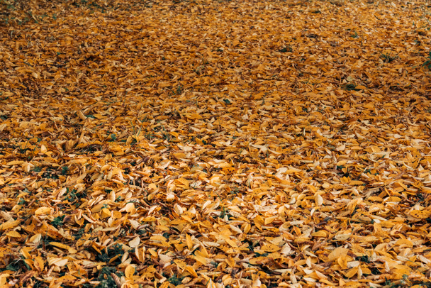 Fallen dry leaves in autumn forest  - Фото, зображення