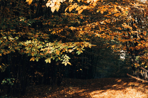 Selektiver Fokus der Herbstblätter auf Baumzweige in friedlichem Wald  - Foto, Bild