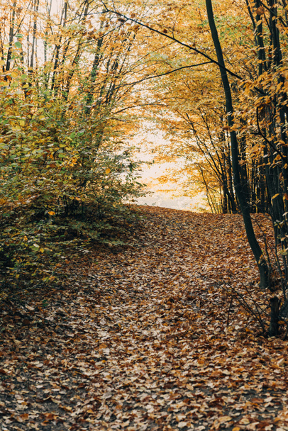 Fallen golden leaves on pathway in autumn forest  - Foto, imagen