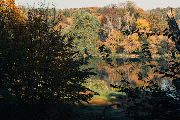 静かな秋の森の湖に太陽の光  - 写真・画像