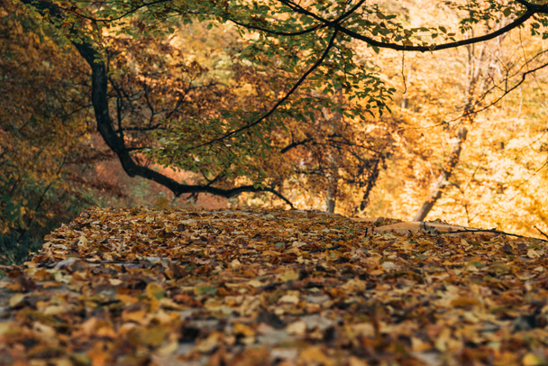 Selective focus of golden leaves in autumn forest  - Foto, afbeelding