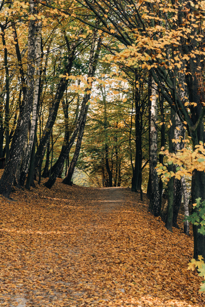 pathway with fallen leaves in peaceful autumn forest - Photo, Image