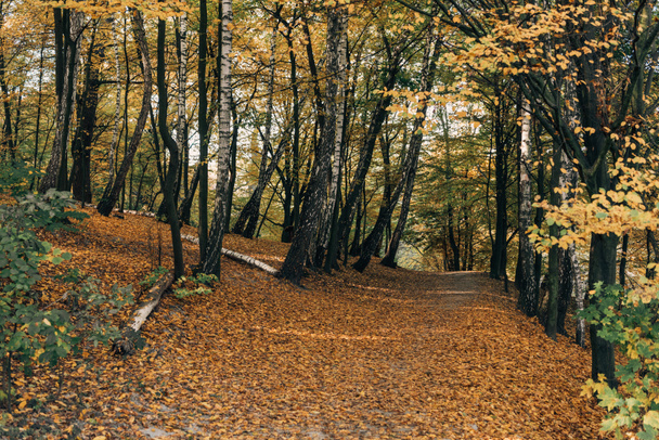 Hojas caídas en camino en bosque otoñal
 - Foto, Imagen